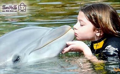 شنا با دلفین-بوسه دلفین