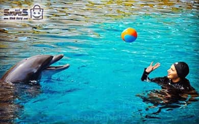 شنا با دلفین توپ بازی